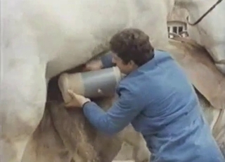 Cute horse and unbelievable zoophiles