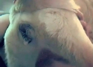 Sex with an animal in bed