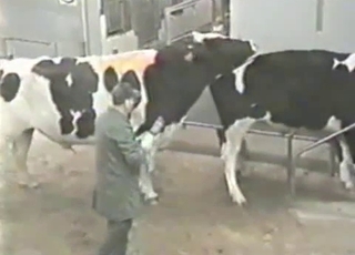 The lucky man is playing with his horny as fuck animal