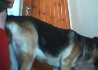 Fucking my amazing doggy from behind on cam
