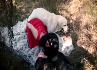 Outdoor dog porn action featuring a very nice model