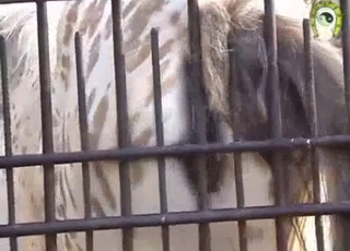 Showing you the nice asshole of a pretty cute animal