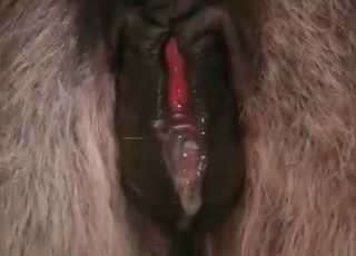 Amazing stallion is getting banged really hard