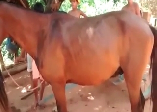 Pony fucked by a horny stallion