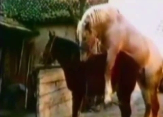 Girl got her hole fucked by a yam-sized stallion