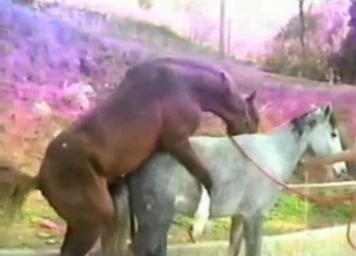 Close-up horse sex video, impressive