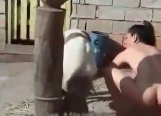 Young girl is masturbating a small horse cock