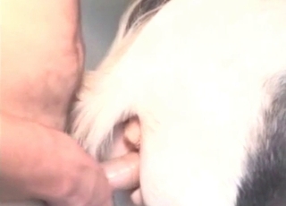 Small horse and my cock inside
