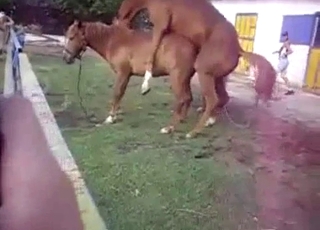 Two beautiful horses have amazing orgy