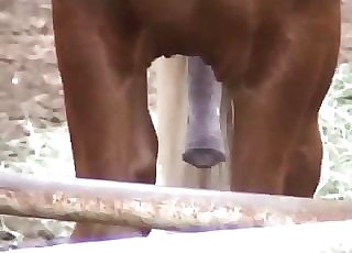Massive horse meatpipe to get you off