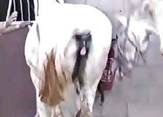 Two white horses have amazing sex