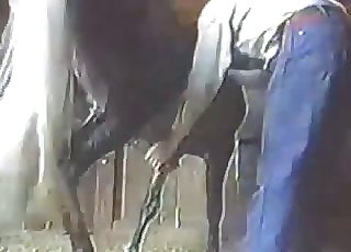 Bestiality video featuring a hung pony