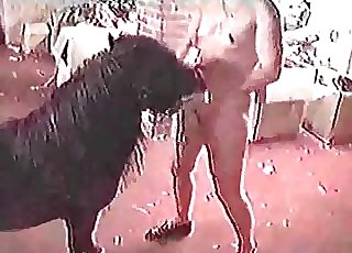 Crazy action with a trained black pony