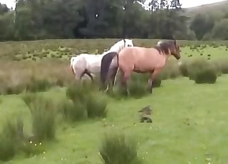 2 horses getting it on in individual