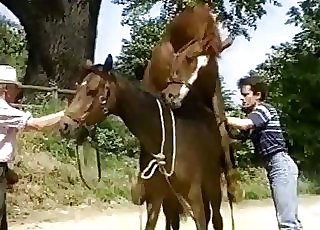 Old man watching two horses fuck rock hard