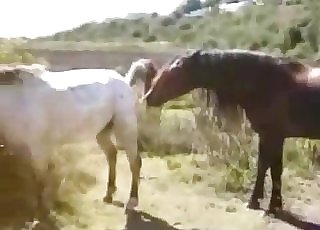 Two horses fucking outdoors, love