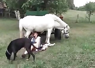 Good fellatio for a white stallion