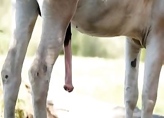 Horse with a massive cock flaunts it