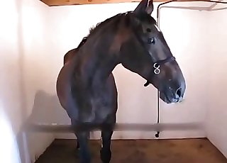 Dude gets blown by his sexy horse