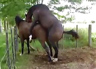Two hot chocolate-colored horses have awesome fuck-a-thon