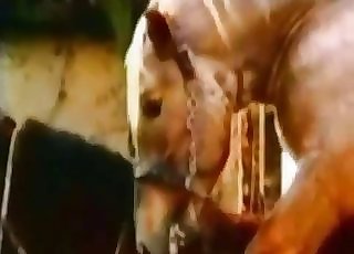Girl got her hole fucked by a yam-sized stallion