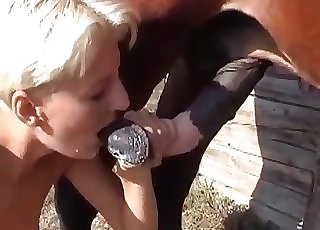 Horse adores blow-job sex
