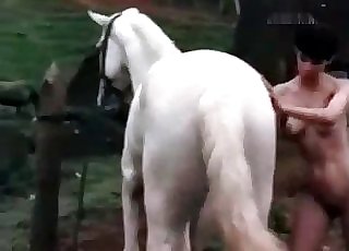 The main star of this amazing beast sex vid is a white pony