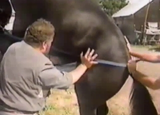 Sultry act with sexy horses