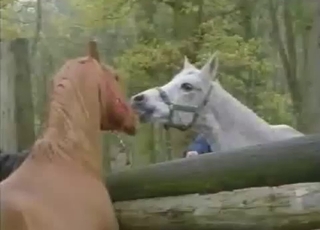 2 hot stallions in awesome zoophilia XXX