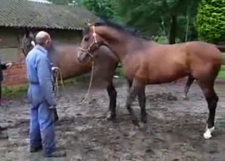 Stunning brown stallions having bestiality sex