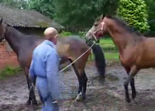 Stunning brown stallions having bestiality sex