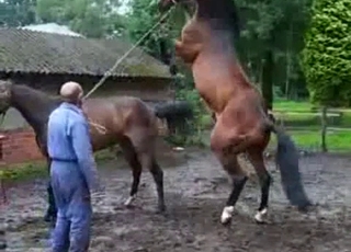 Stunning brown stallions having bestiality sex