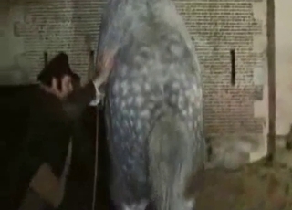 Sexy stallion in epic bestiality XXX action