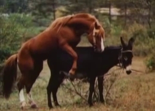 Two amazing stallions have amazing intercourse