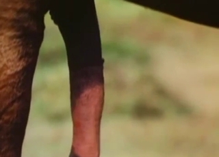 Two amazing stallions have amazing intercourse