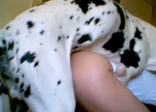Dalmatian nicely screwed her hungry wet vagina