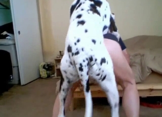 Dalmatian nicely screwed her hungry wet vagina