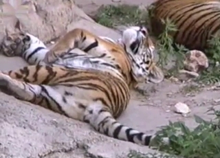 Sexy big cat showcasing its genitals