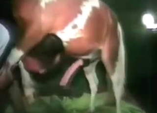 User-submitted bestiality video