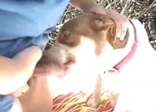 Spotted doggy in passionate bestiality XXX