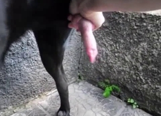 Outdoors action with a well-endowed pooch