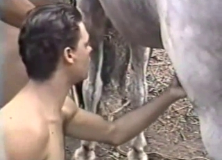 Dude with suntanned flesh is sucking a horse boner