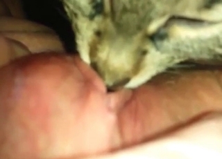 Convincing this cat to perform oral