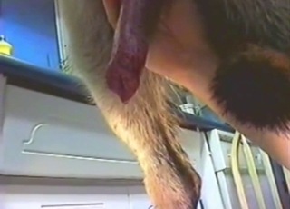 Doggo showing off his impressive cock