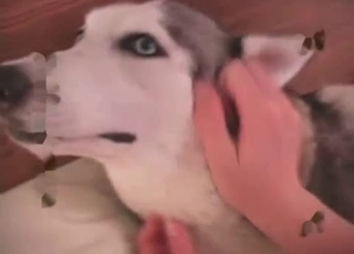 Husky getting it in the ass