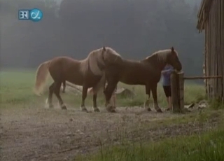 Covert camera filming some intense horse penetrating action