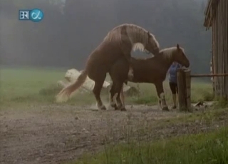 Covert camera filming some intense horse penetrating action