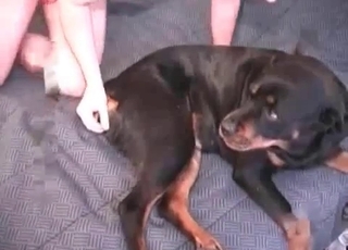 Doberman gets nicely bj'ed and licked