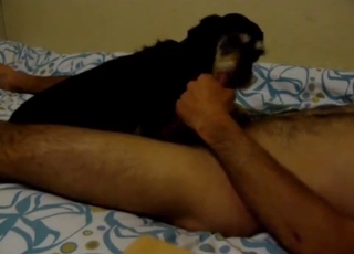 Spicy black dog and a hot man enjoy nasty bestiality