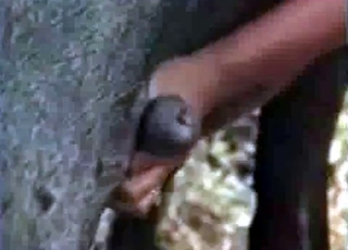 Pussy stimulated in the bestiality porn